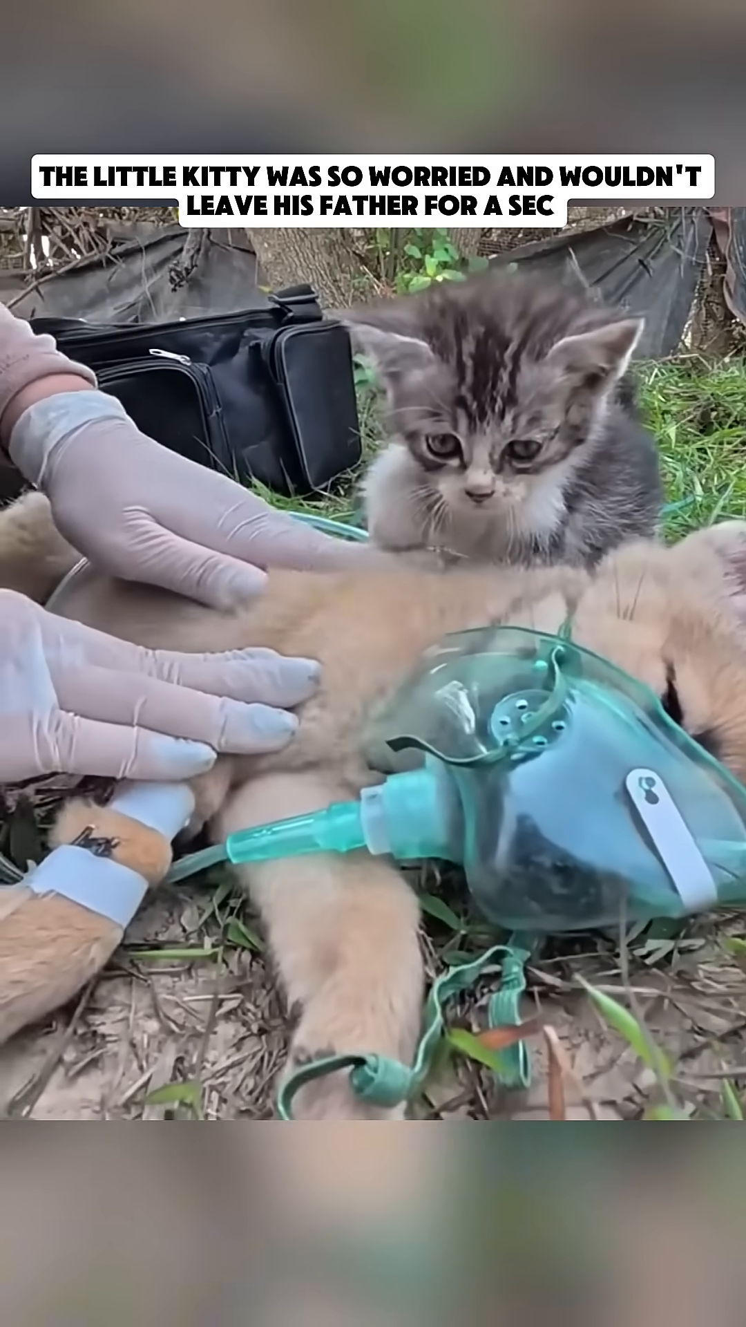 A kitten sits close to an unconscious dog receiving oxygen, looking worried.