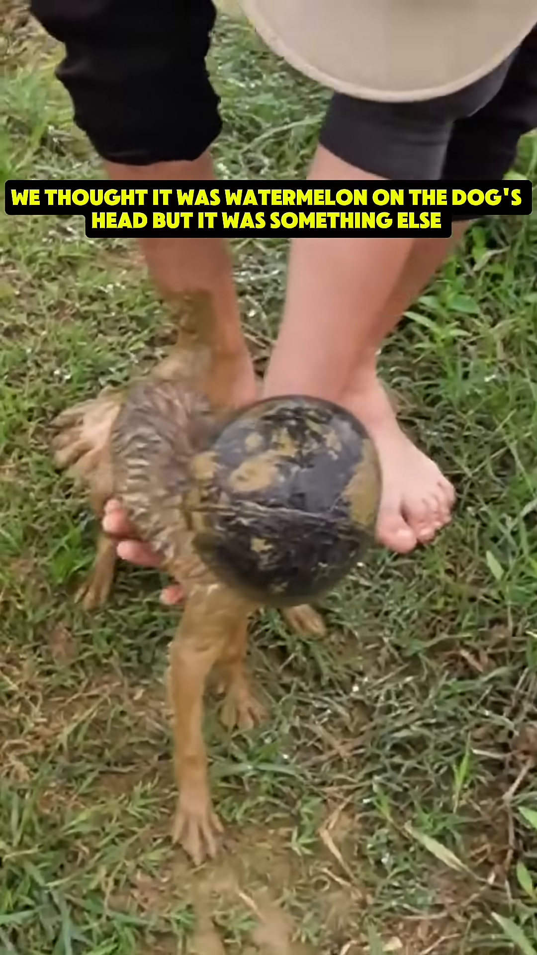 The man carefully pulling at the object stuck on the puppy's head, showing the difficulty of the task.
