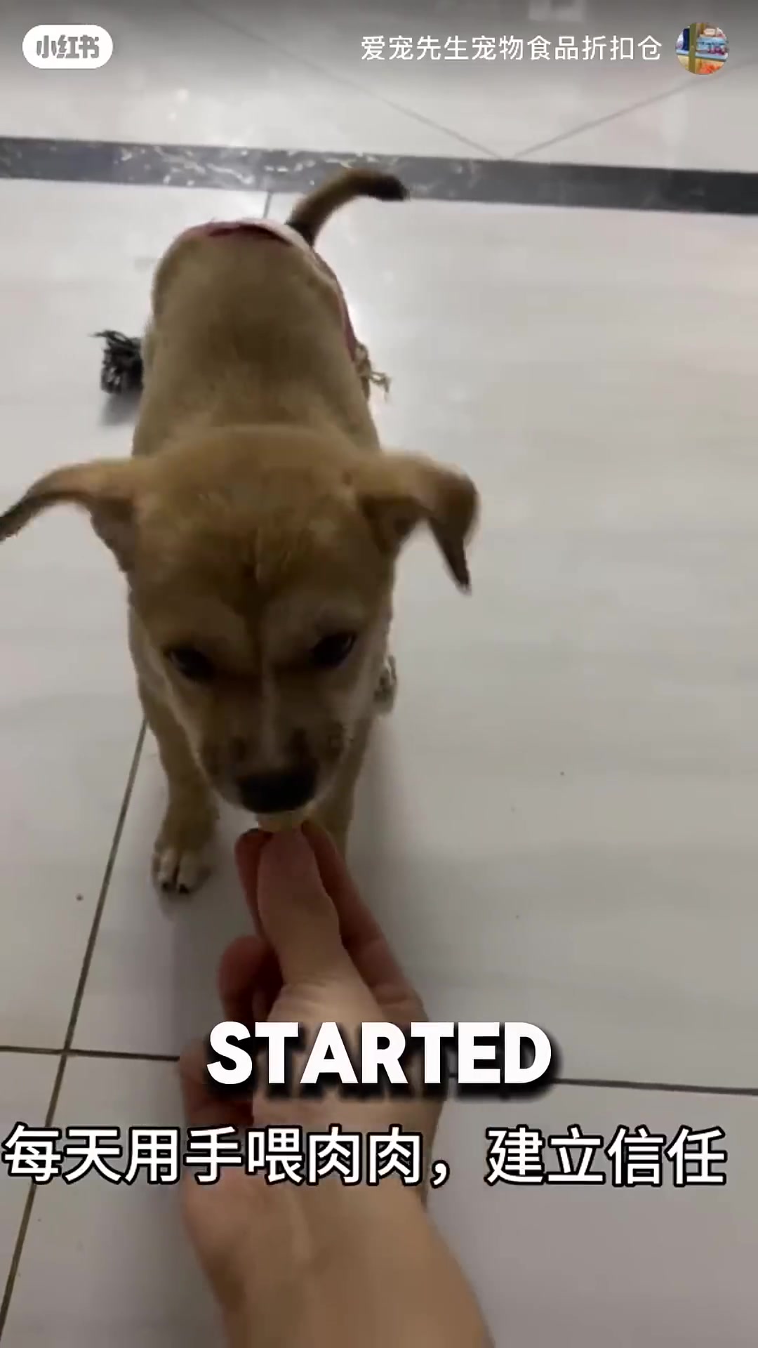 The puppy playfully wagging its tail and interacting with the family.