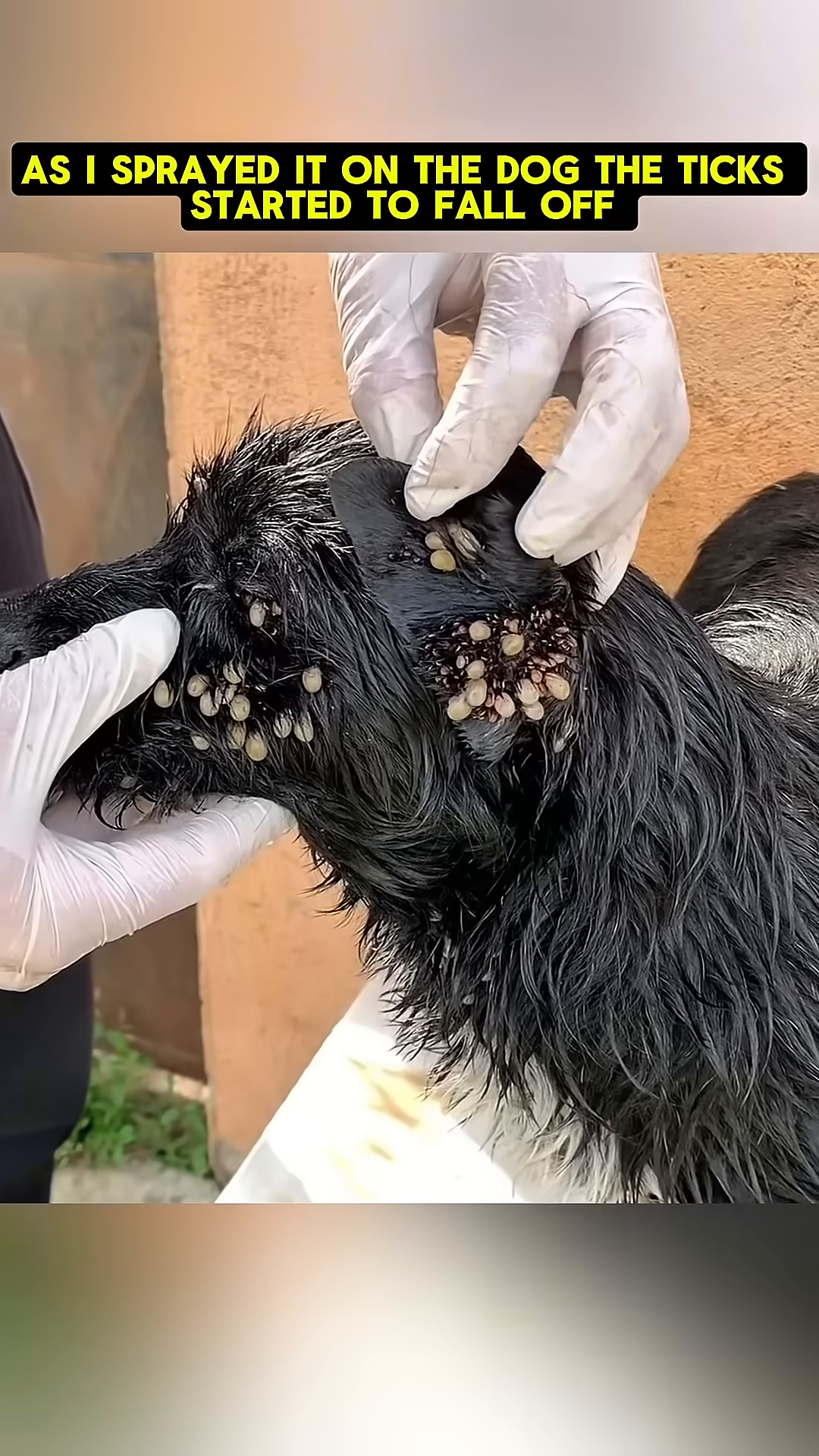 A close-up showing ticks falling off the dog's wet fur after the application of the spray.