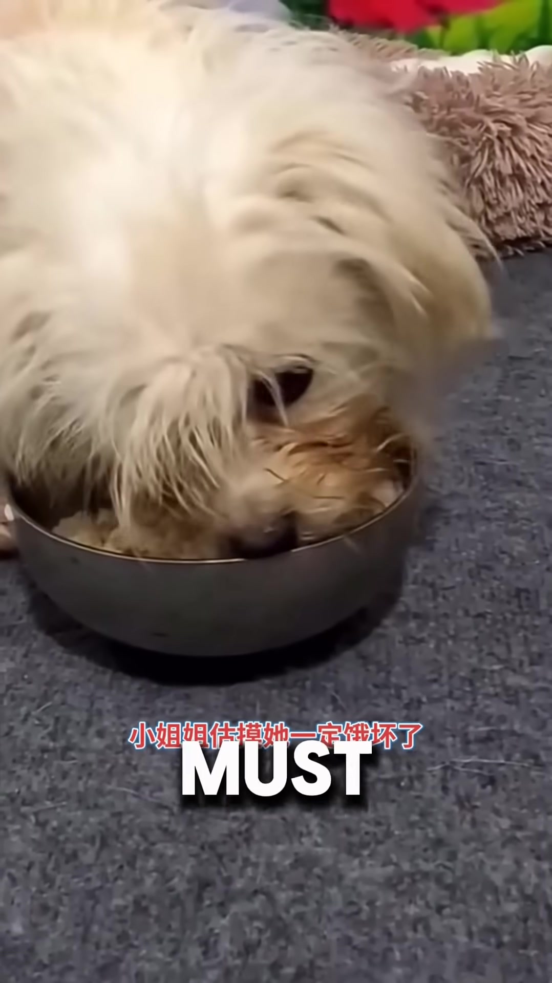 The mother dog feeds her puppies after being rescued and fed.