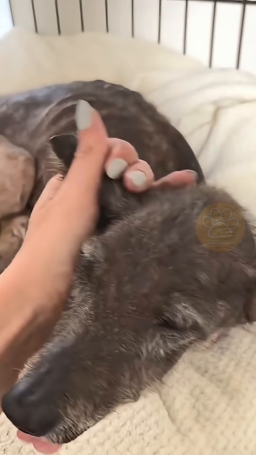 A veterinarian carefully draining fluid from the dog's body.