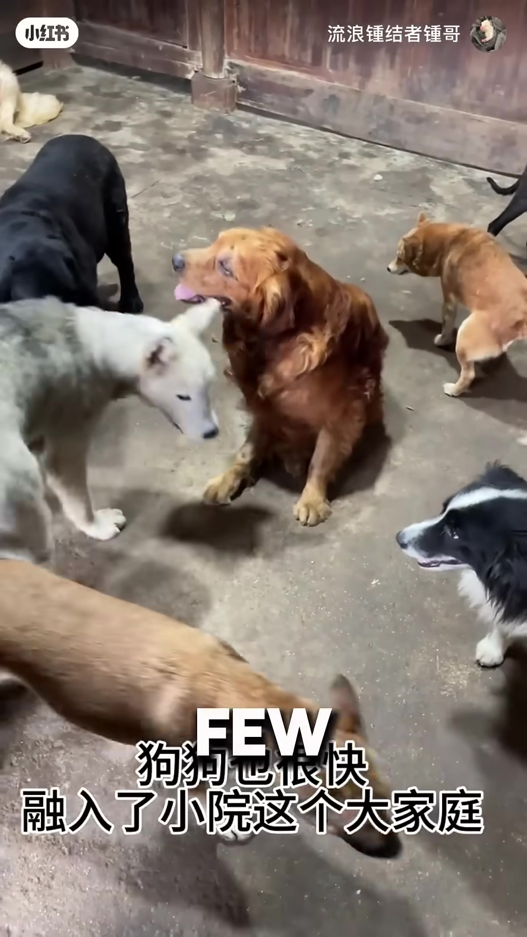 The same dog, healthy and happy, resting with his new family.