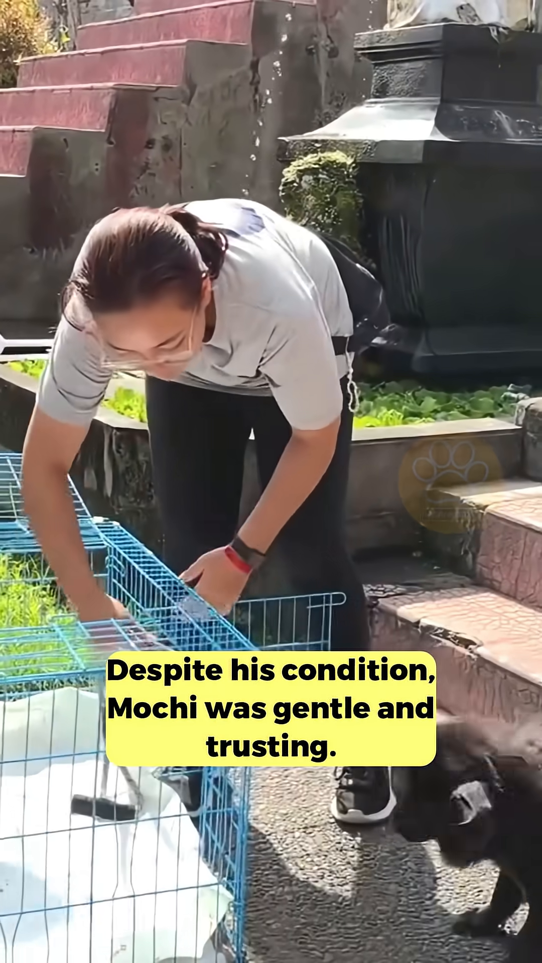 A veterinarian trimming Mochi's overgrown nails.