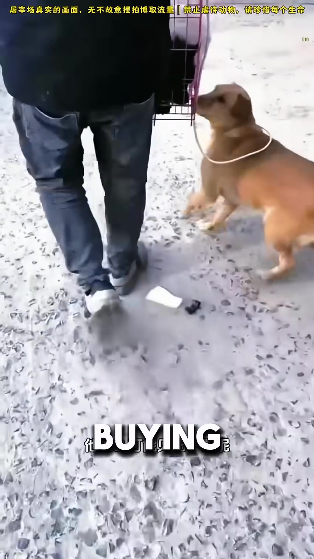 The man freeing the other dogs from the cage.