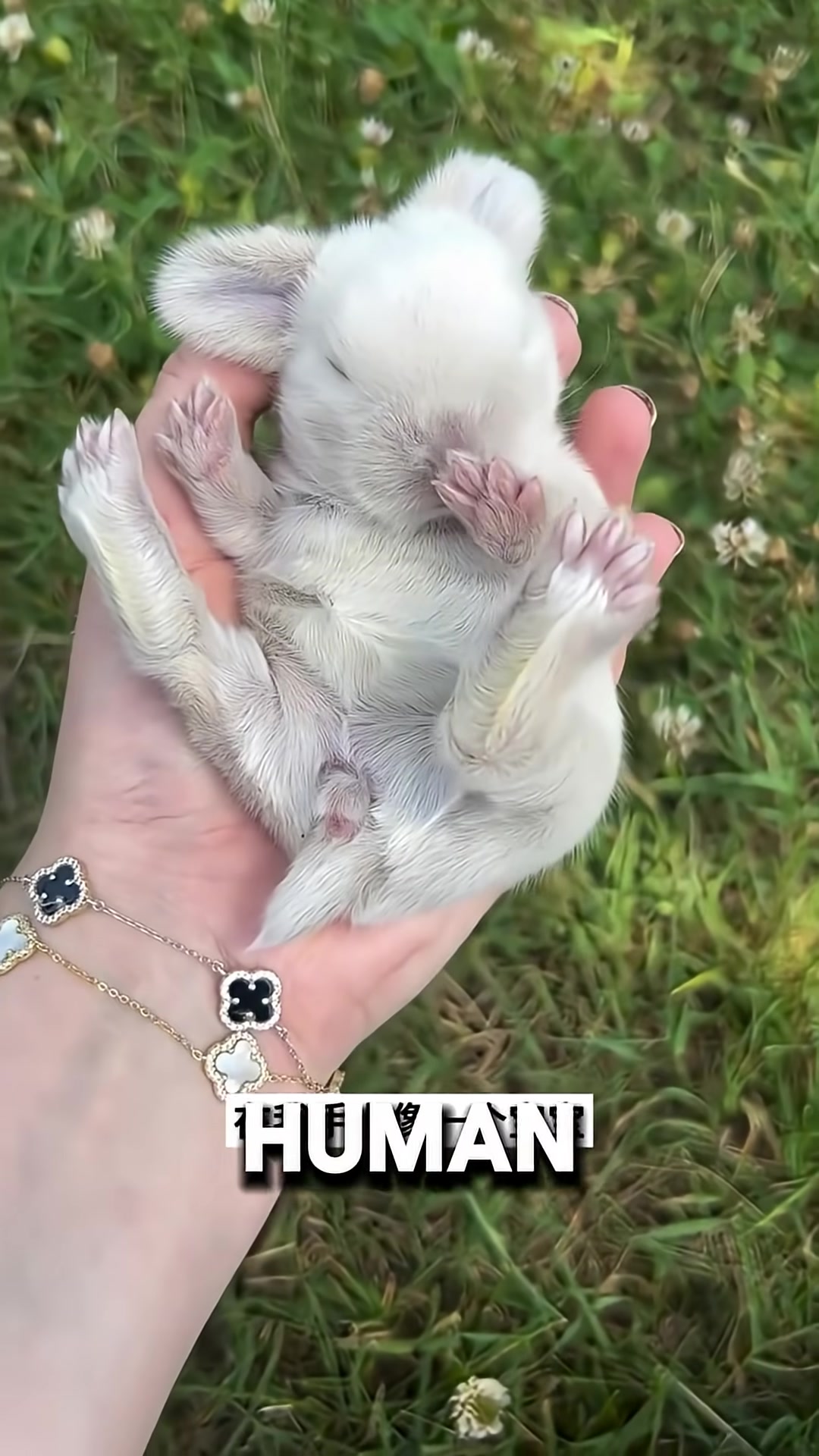 A small bunny holding a flower in its mouth, looking content and happy.