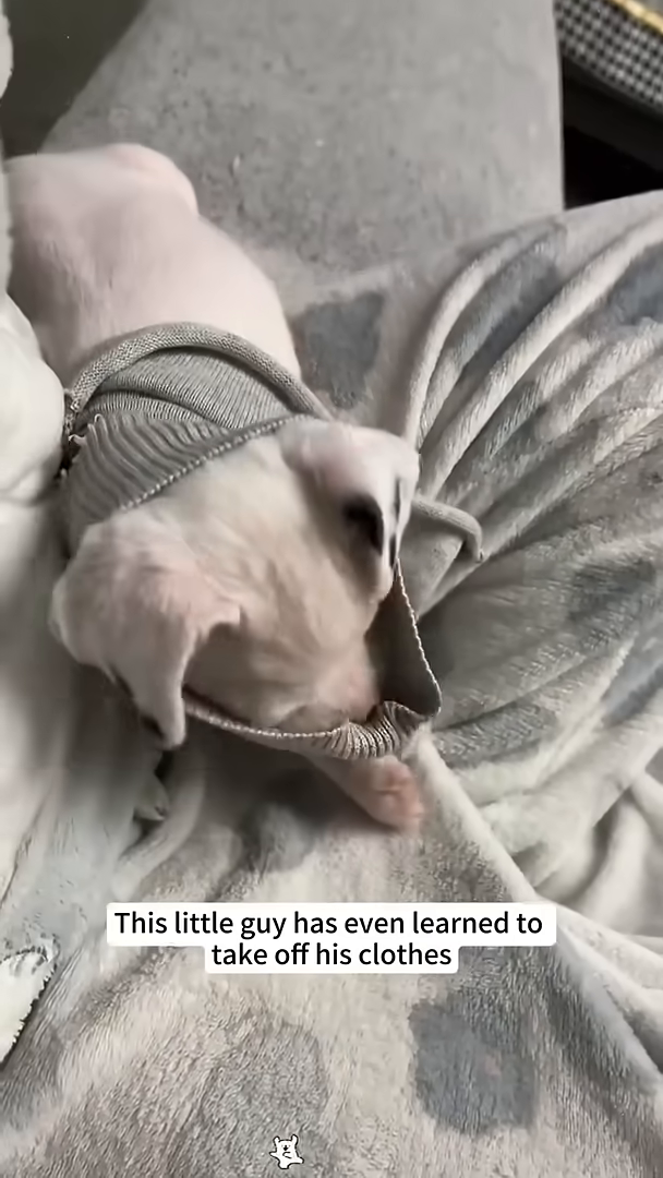 A small white puppy wearing a grey shirt is lying on a soft, grey blanket, with its head tucked under.