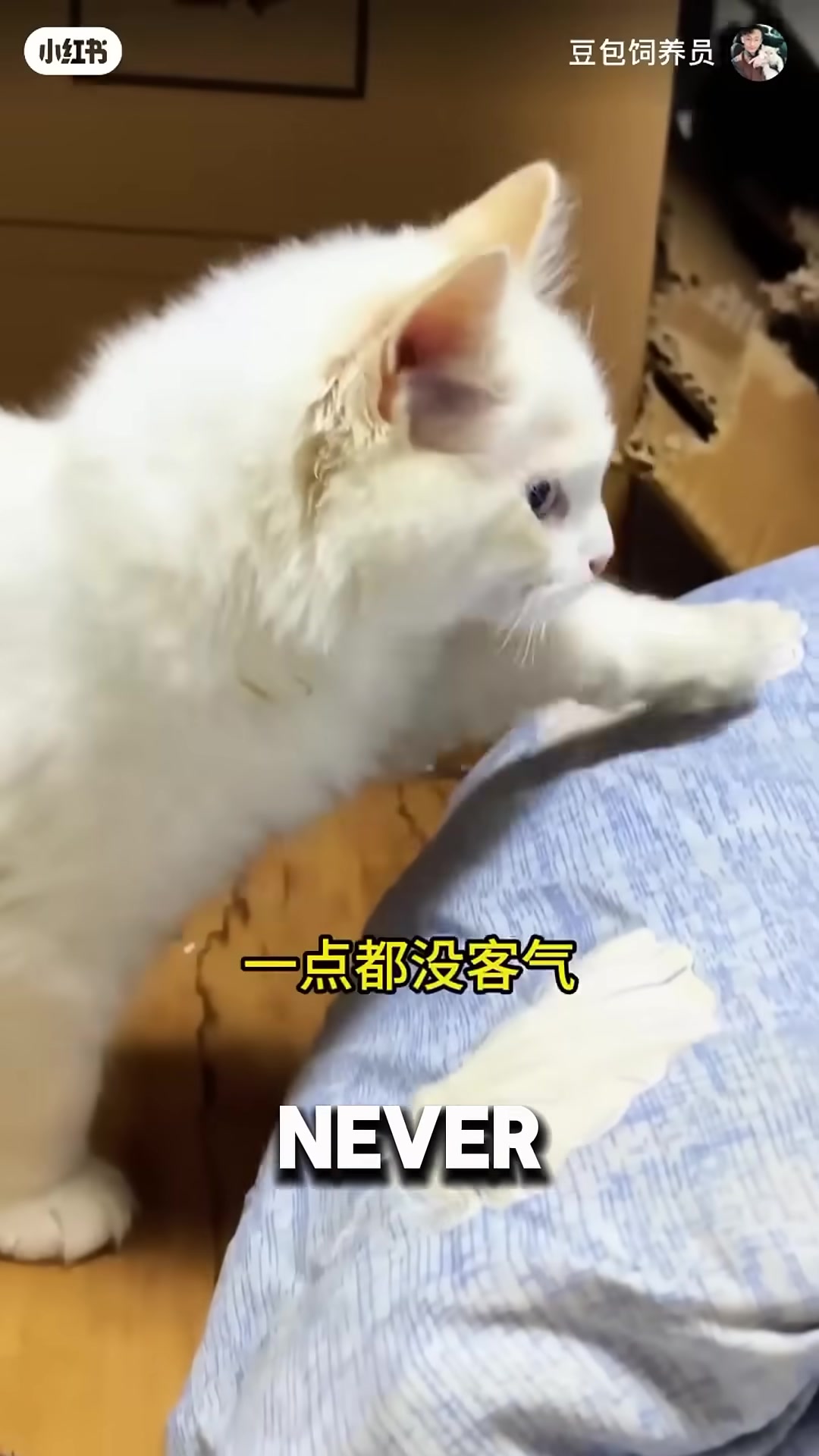 A man gently cleaning a white cat's ears while the cat looks up at him trustingly.