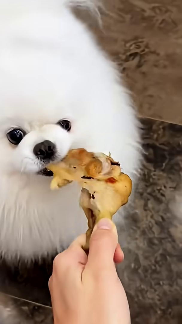 A person holds a chicken leg for a fluffy white dog to eat.
