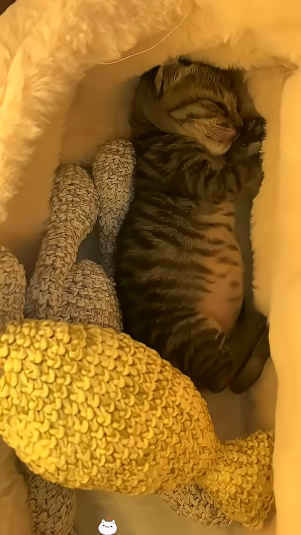 A small kitten sleeps peacefully in a soft bed.