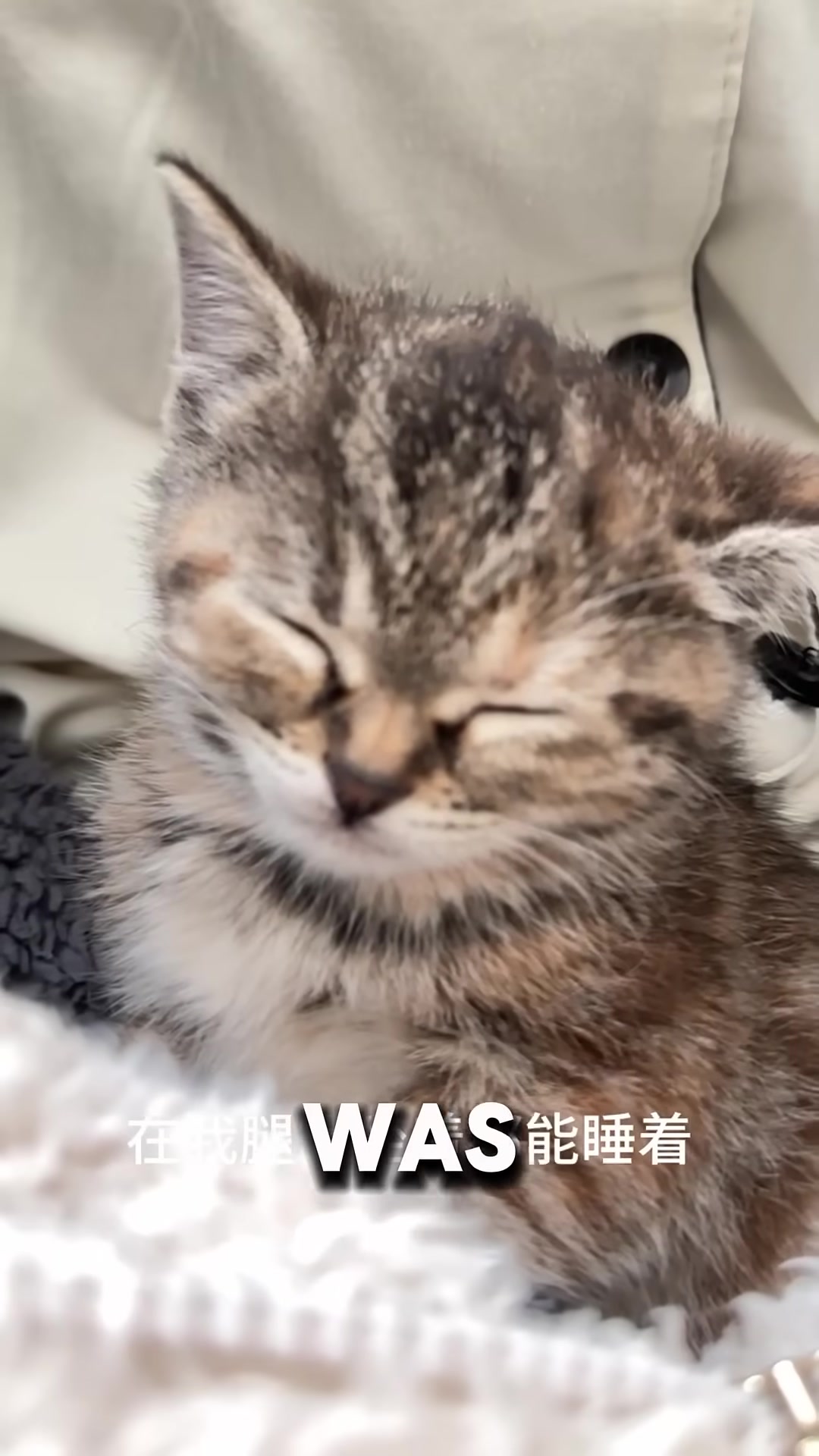 A content kitten sleeping peacefully on a woman's lap, purring.
