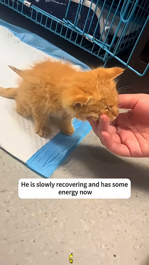 A person's hand is gently touching the face of a small ginger kitten.