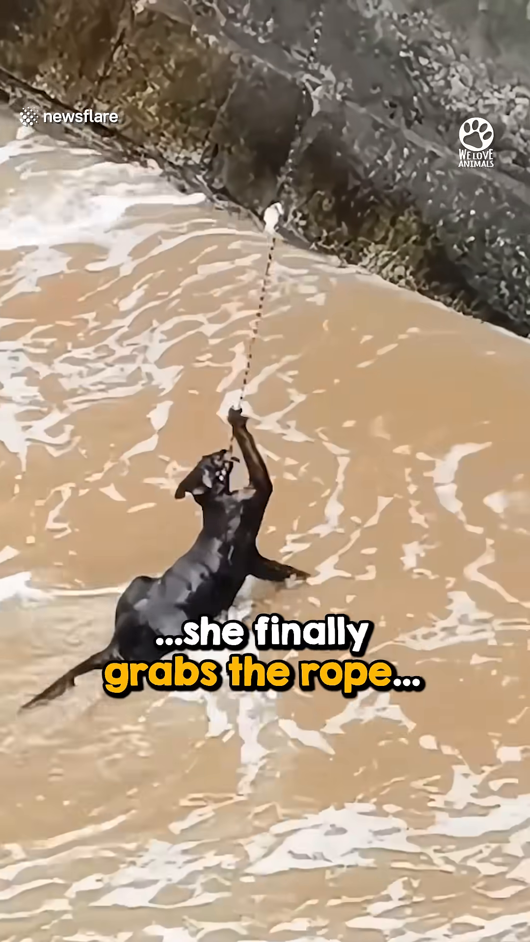 The kitten is being pulled up by the rope, her body arched as she is lifted from the water.