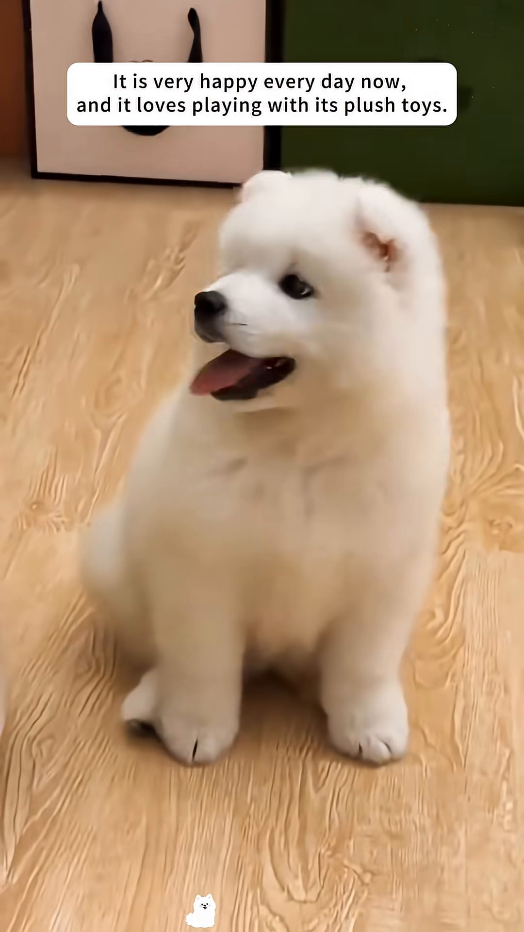A fluffy white puppy plays enthusiastically with a blue stuffed toy.