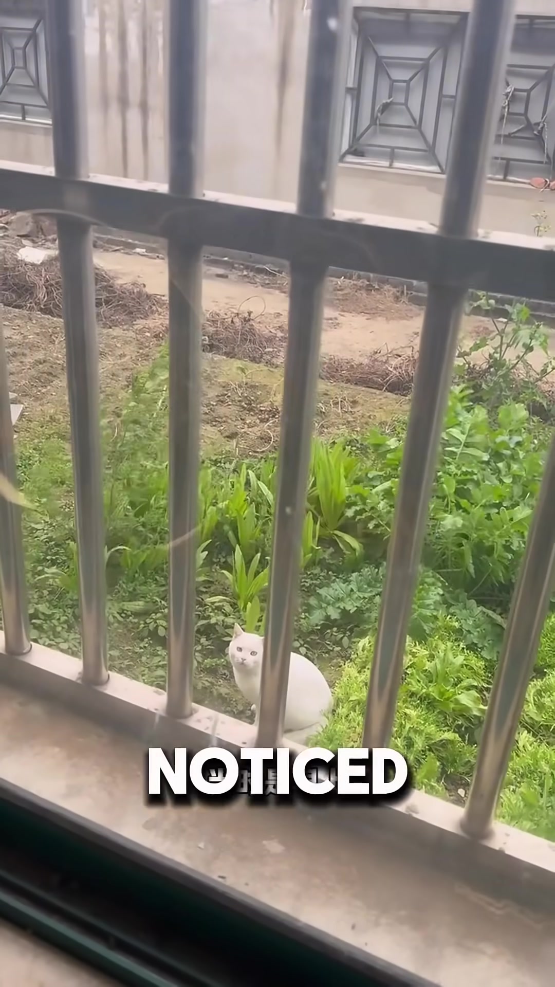 A cat hiding in the shadows, watching a house with intense eyes.