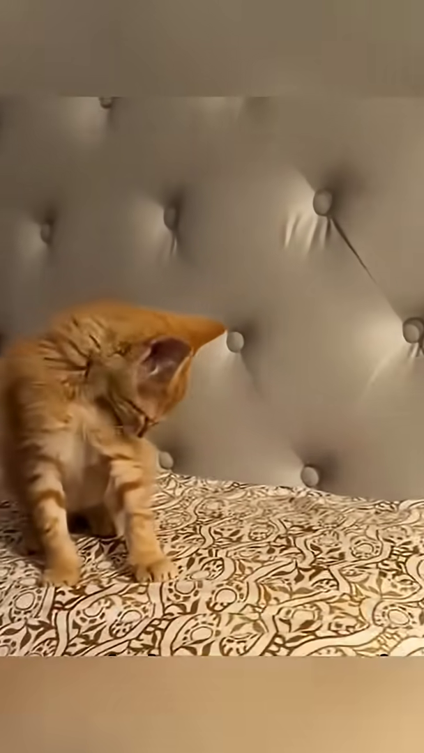 The clean kitten playfully batting at something on a bed.