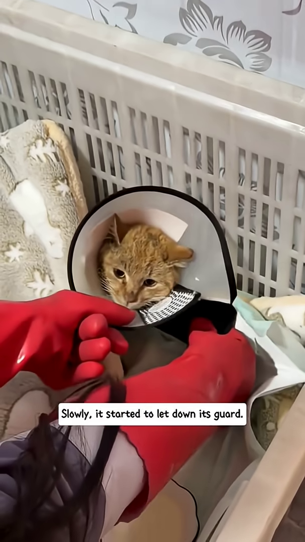 A cat is offered food and milk in small bowls, looking weak but starting to eat.