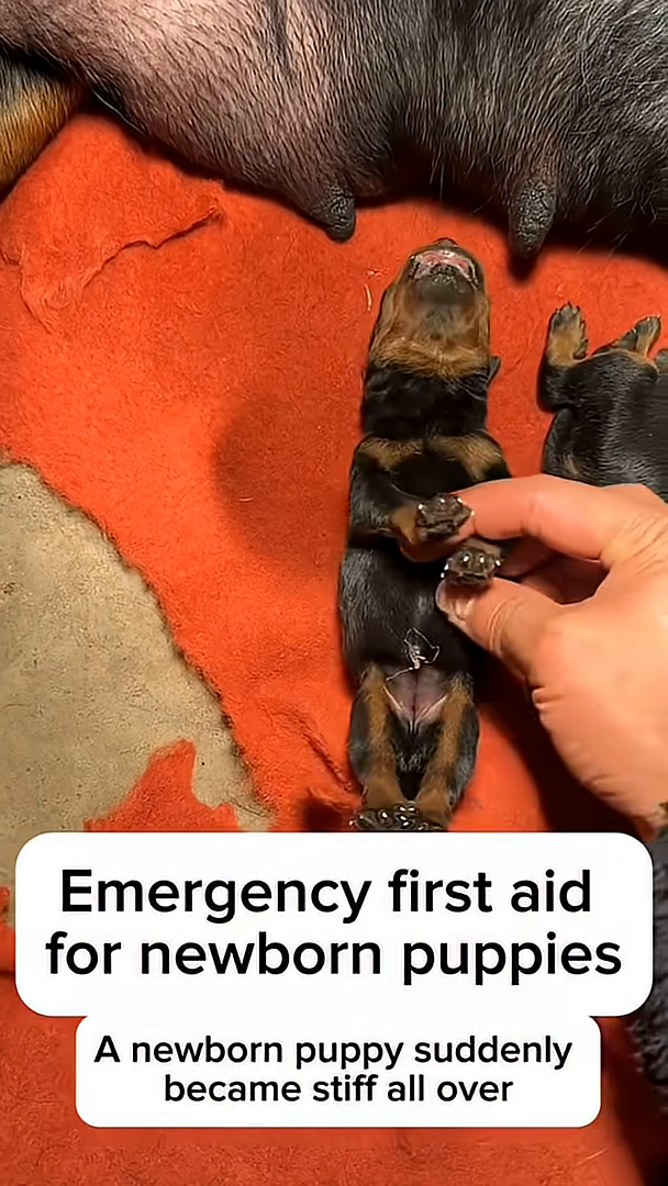 The puppy is held securely, showing signs of recovery and movement.