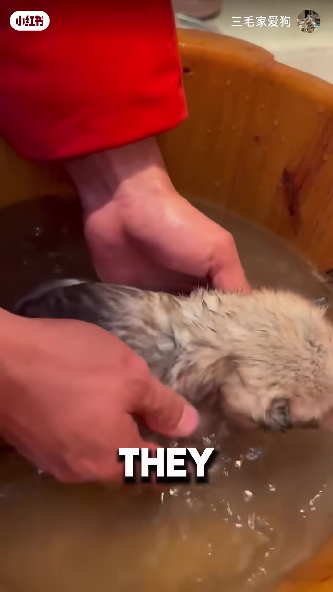 Four clean, warm puppies huddle together, full of life.