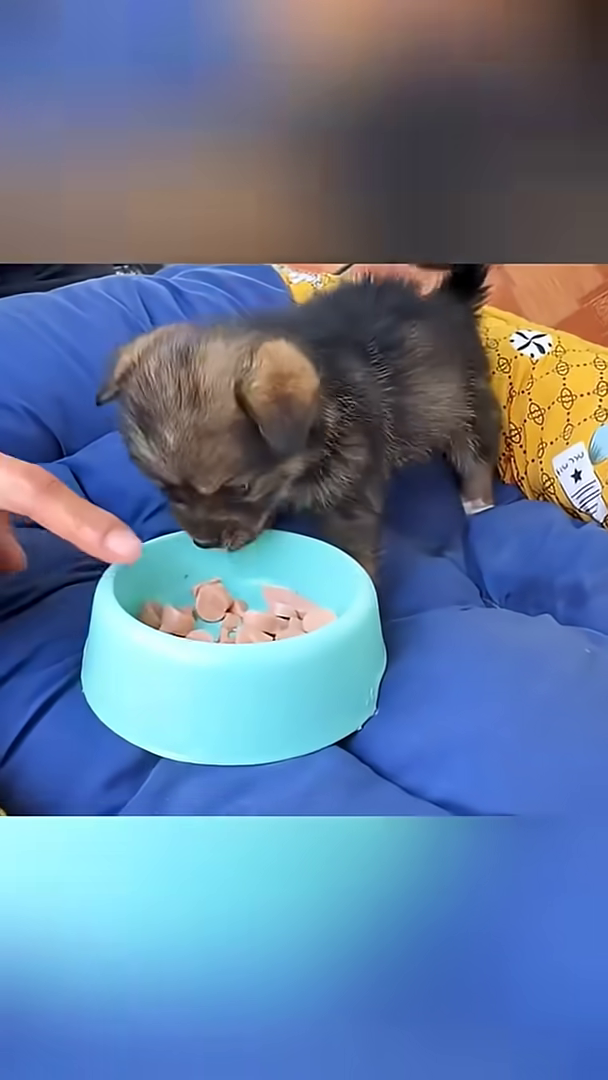 A small puppy is eating from a light blue bowl filled with food.