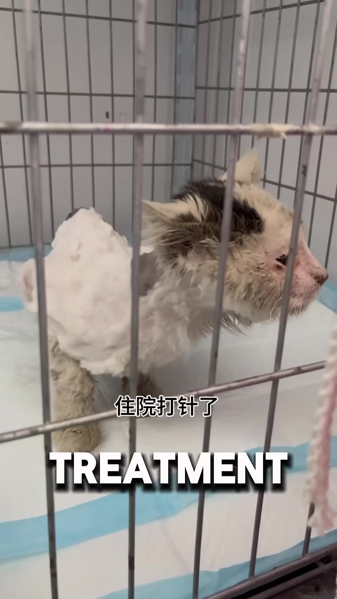 A veterinarian shaving a cat's fur before starting treatment.