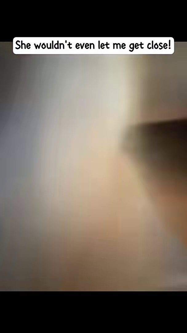 A small kitten is peeking out from under a piece of furniture, looking timid.