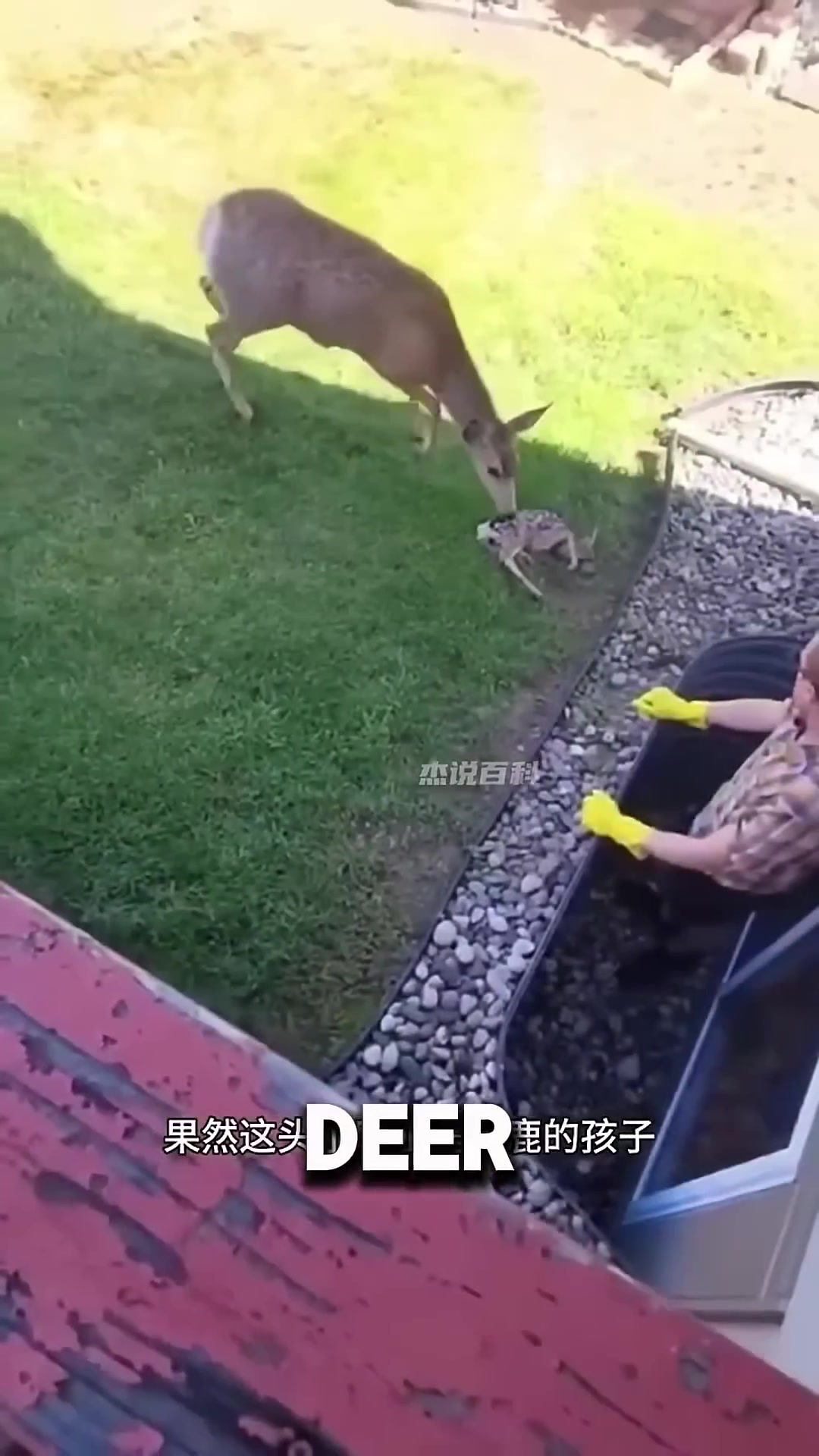 A mother deer nuzzling her fawn as the farmer watches from a short distance.