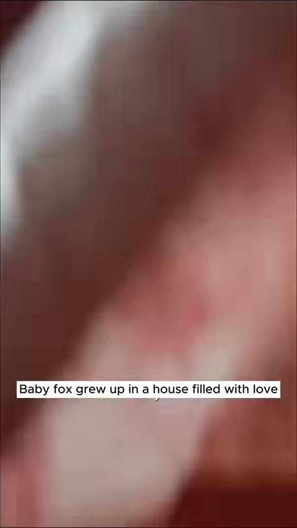 A young fox rolls playfully on its back, full of energy and happiness.
