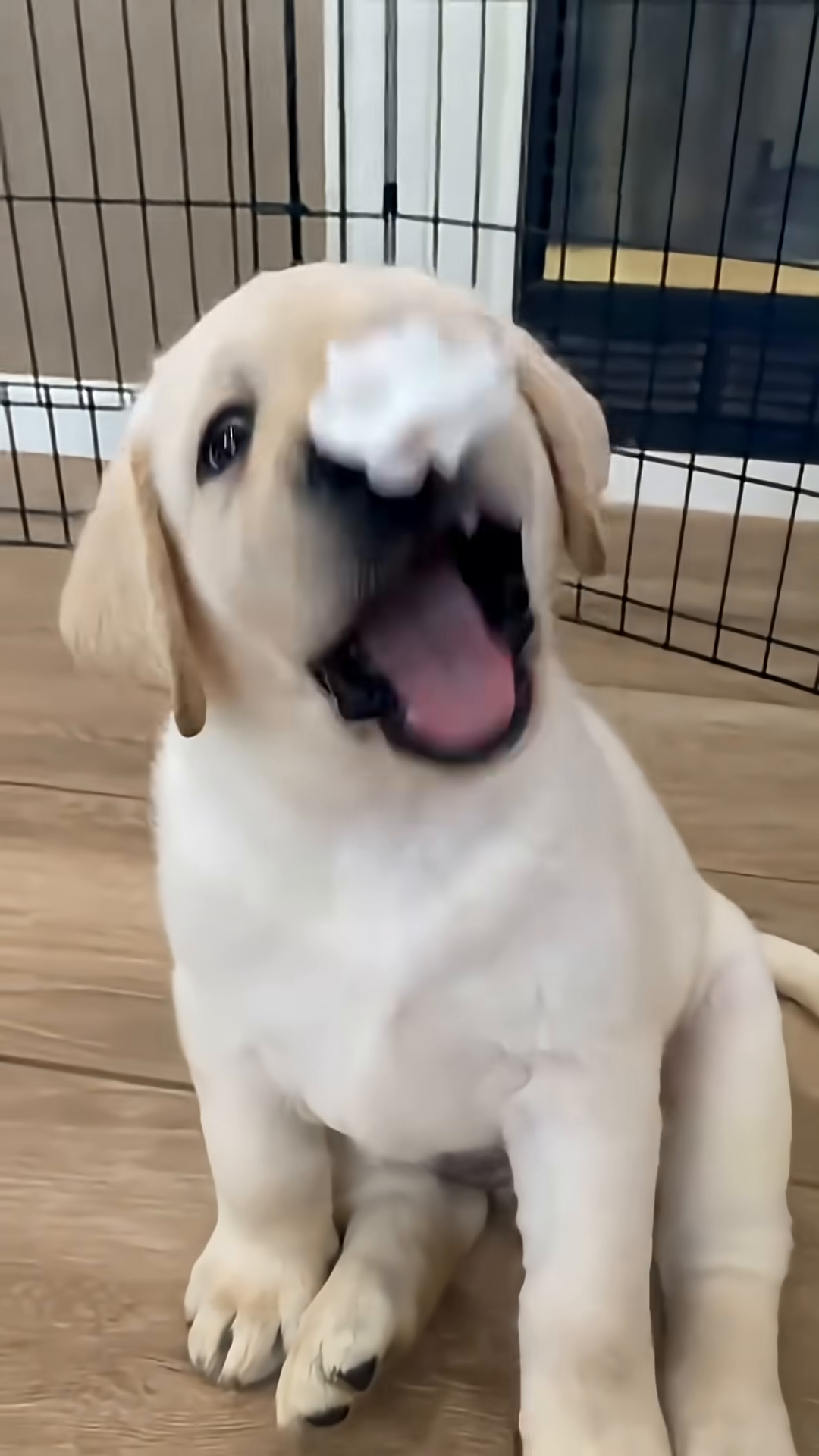 A puppy looks up with wide eyes, seemingly seeking comfort.