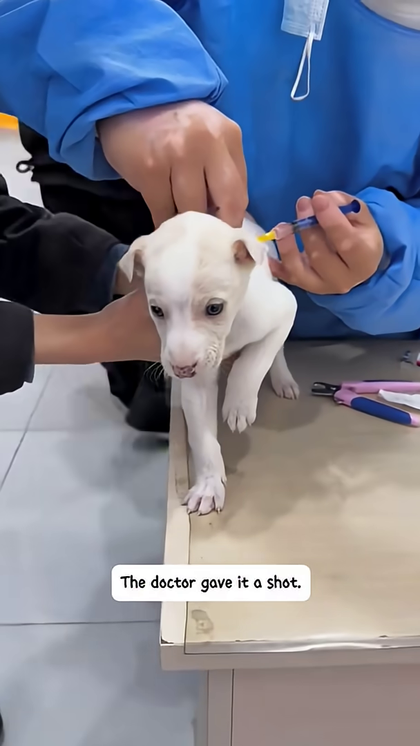 A veterinarian is carefully giving a small puppy an injection.