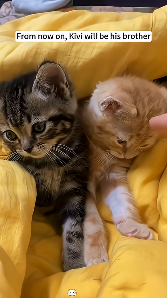 Two kittens, one tabby and one orange, are snuggled together.