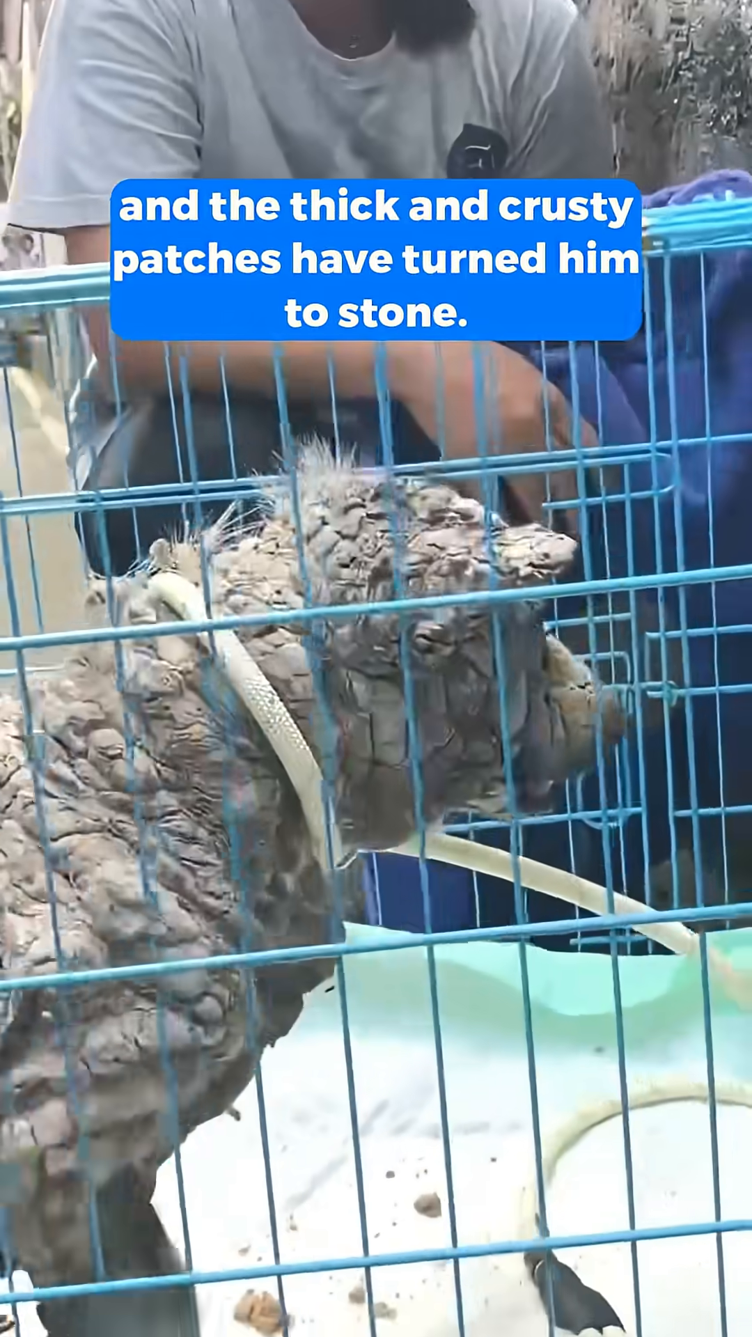 Poleng resting in a cage, with a bowl of food, showing signs of improvement.