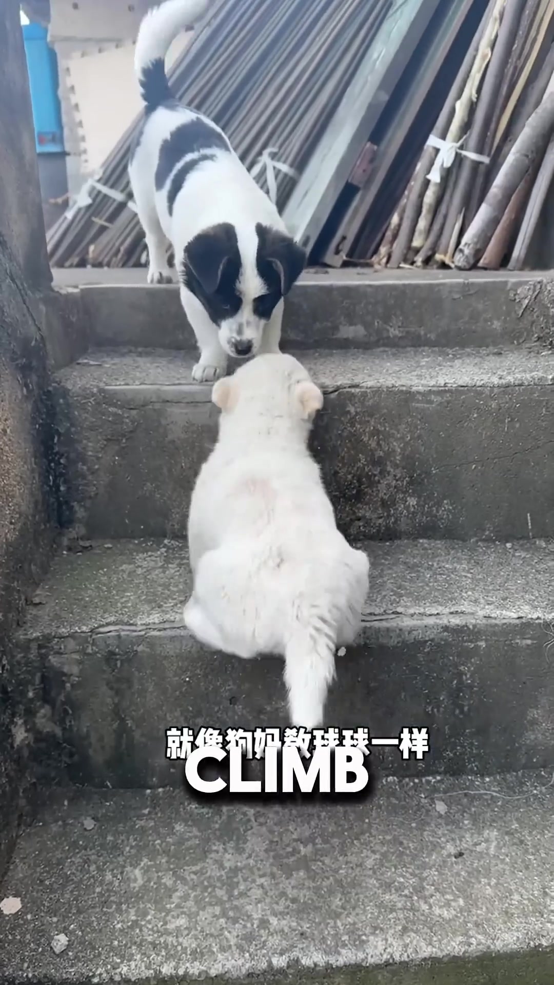 A puppy carefully climbing stairs, with a younger sibling watching and learning below.