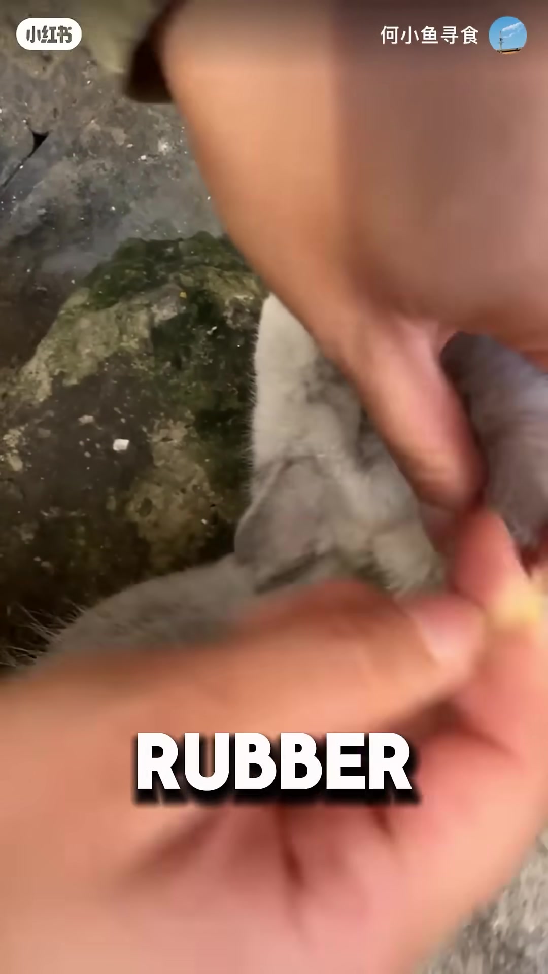 The mother pulls the first rubber band off the cat's neck.