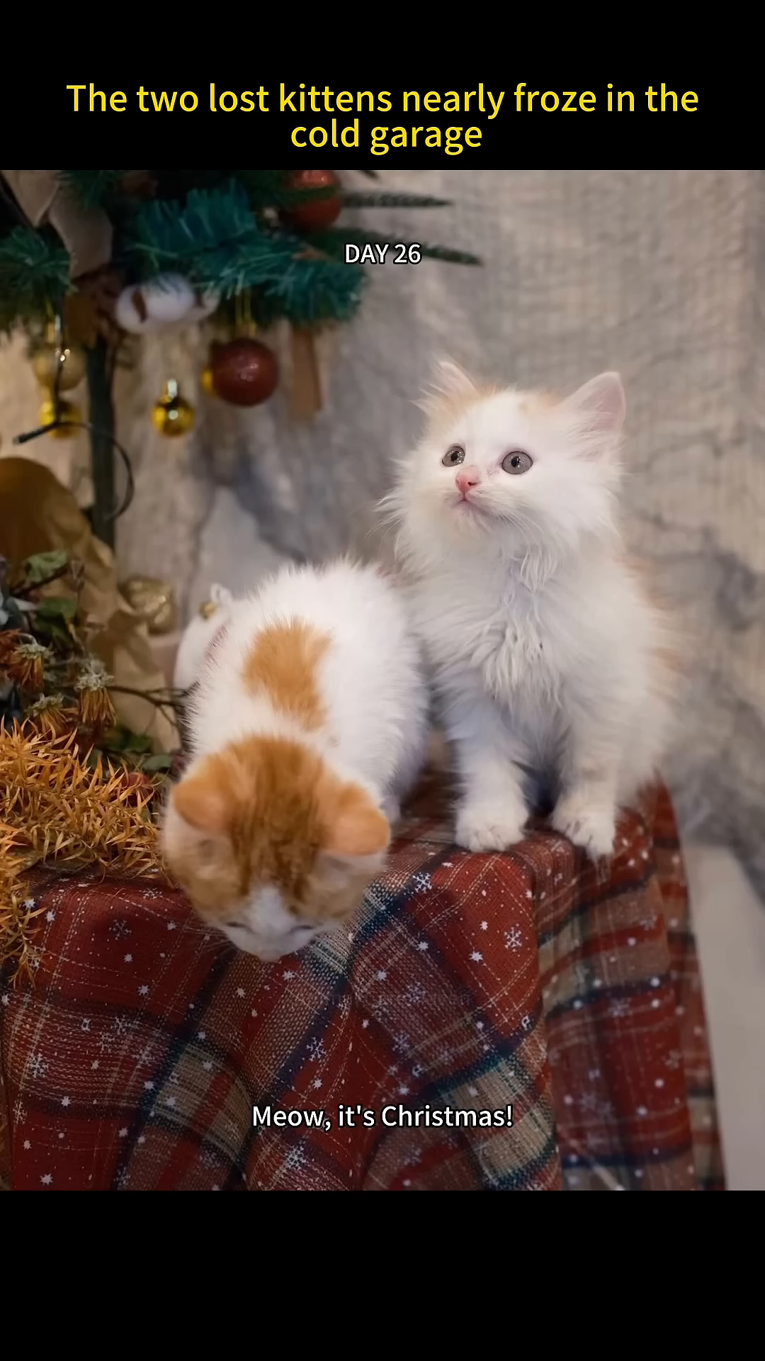 Two fluffy kittens, one orange and white, the other white, playfully interacting on a soft, pink blanket.