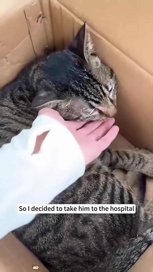 A cat lying on an operating table, bandaged.