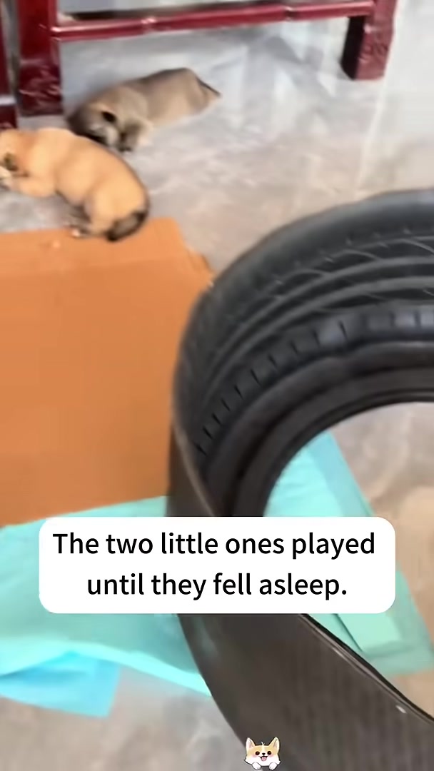 Two puppies sleeping soundly next to each other.