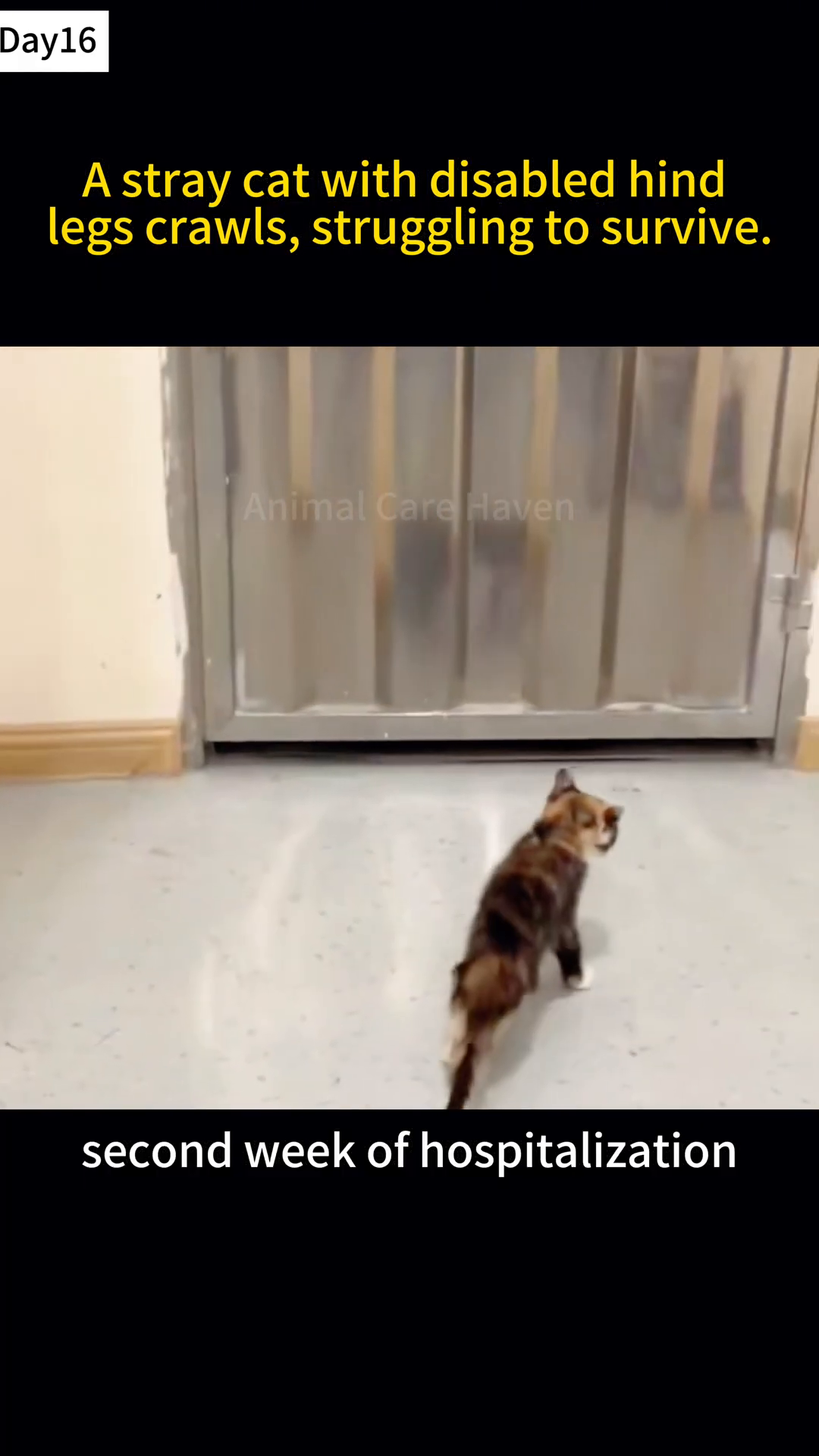 The cat is shown tentatively walking, with its hind legs showing improved mobility.