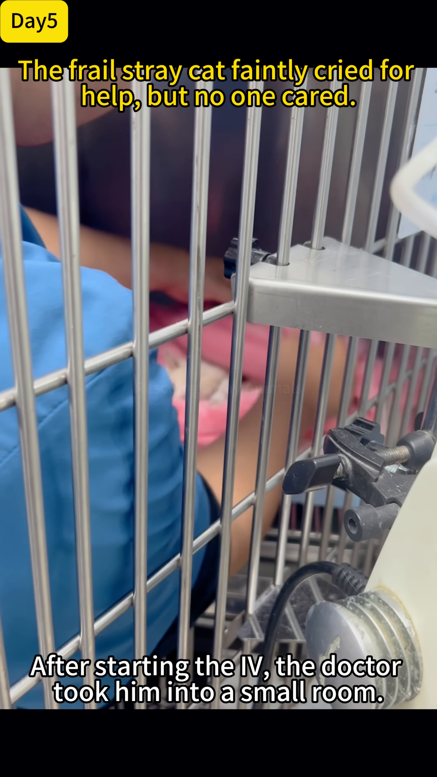 A veterinarian gently shaving a kitten's leg for IV treatment.