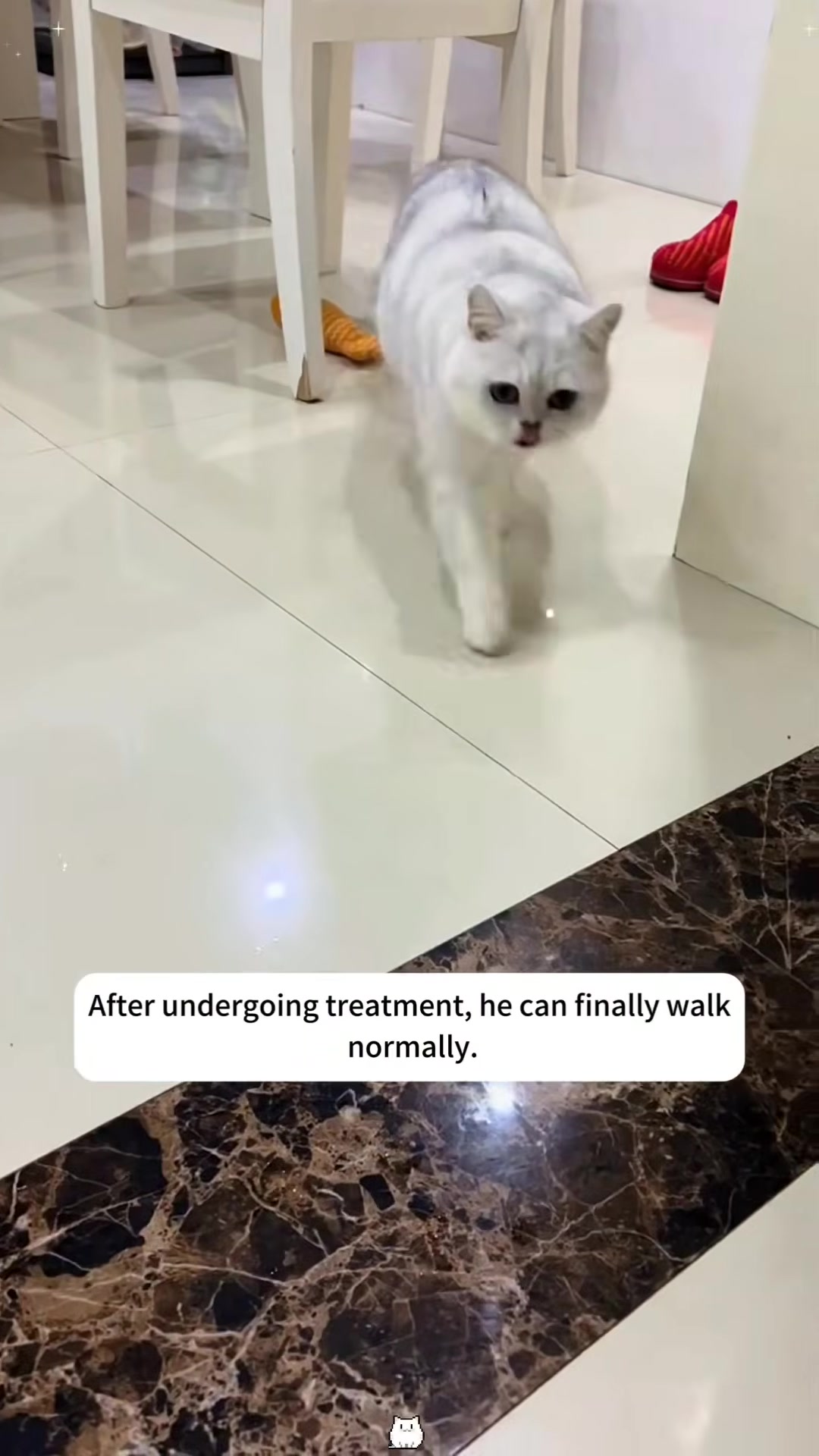 A cat walking normally with a healthy gait across a clean floor.