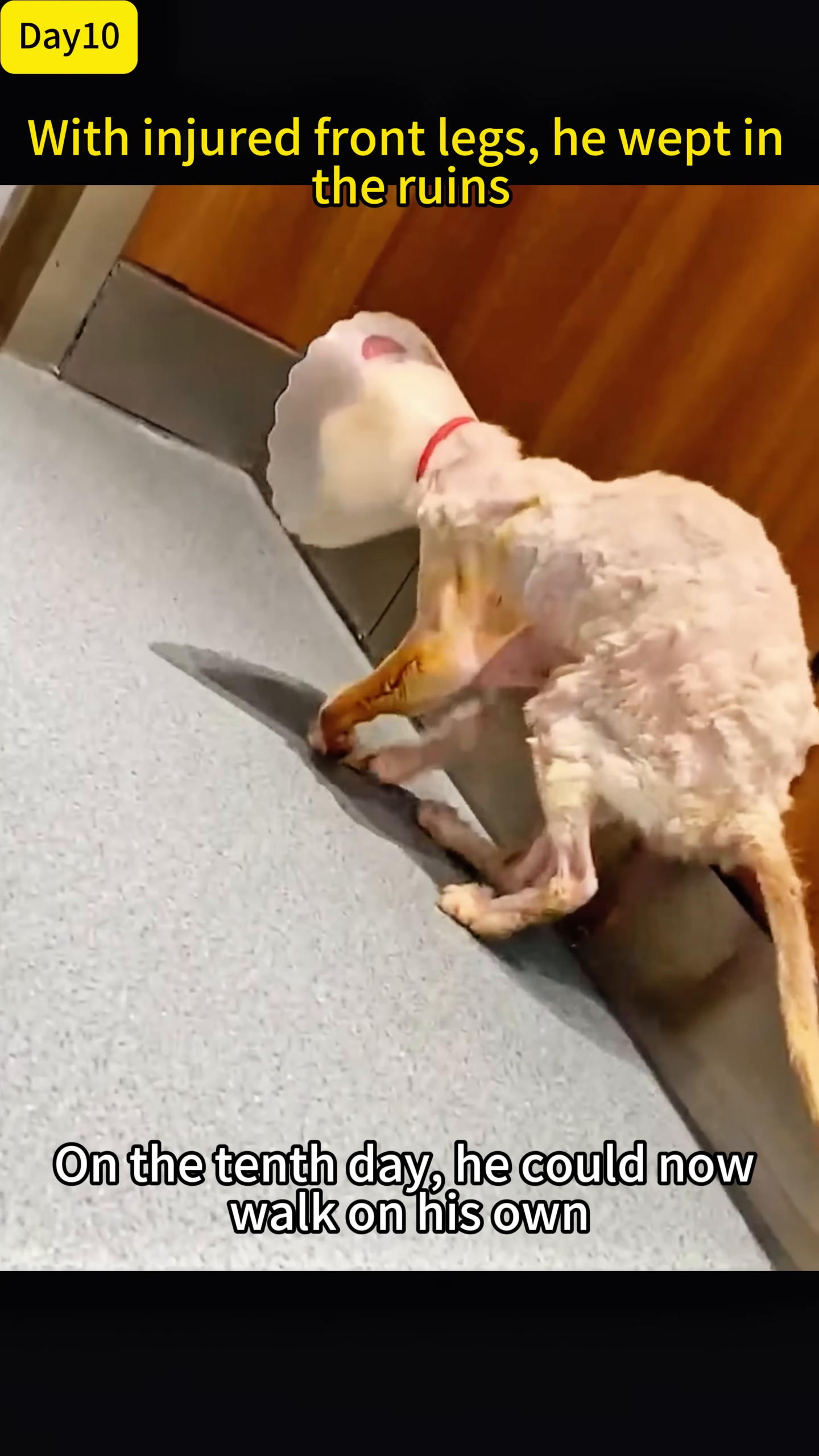 The cat is seen tentatively walking, showcasing his regained mobility.