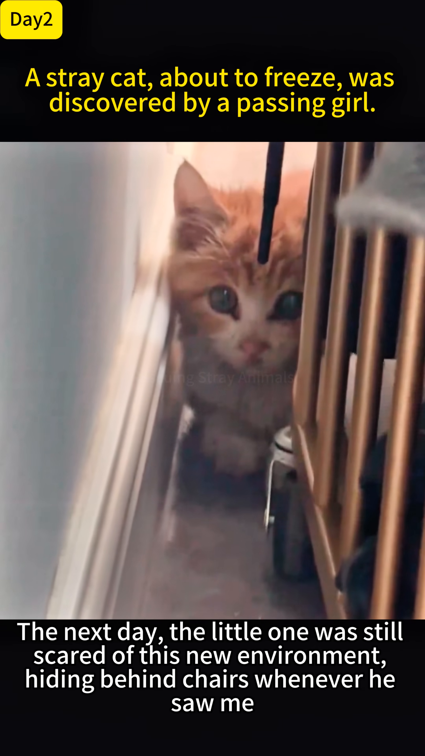 A small orange kitten peeking out from behind a chair, looking timid.