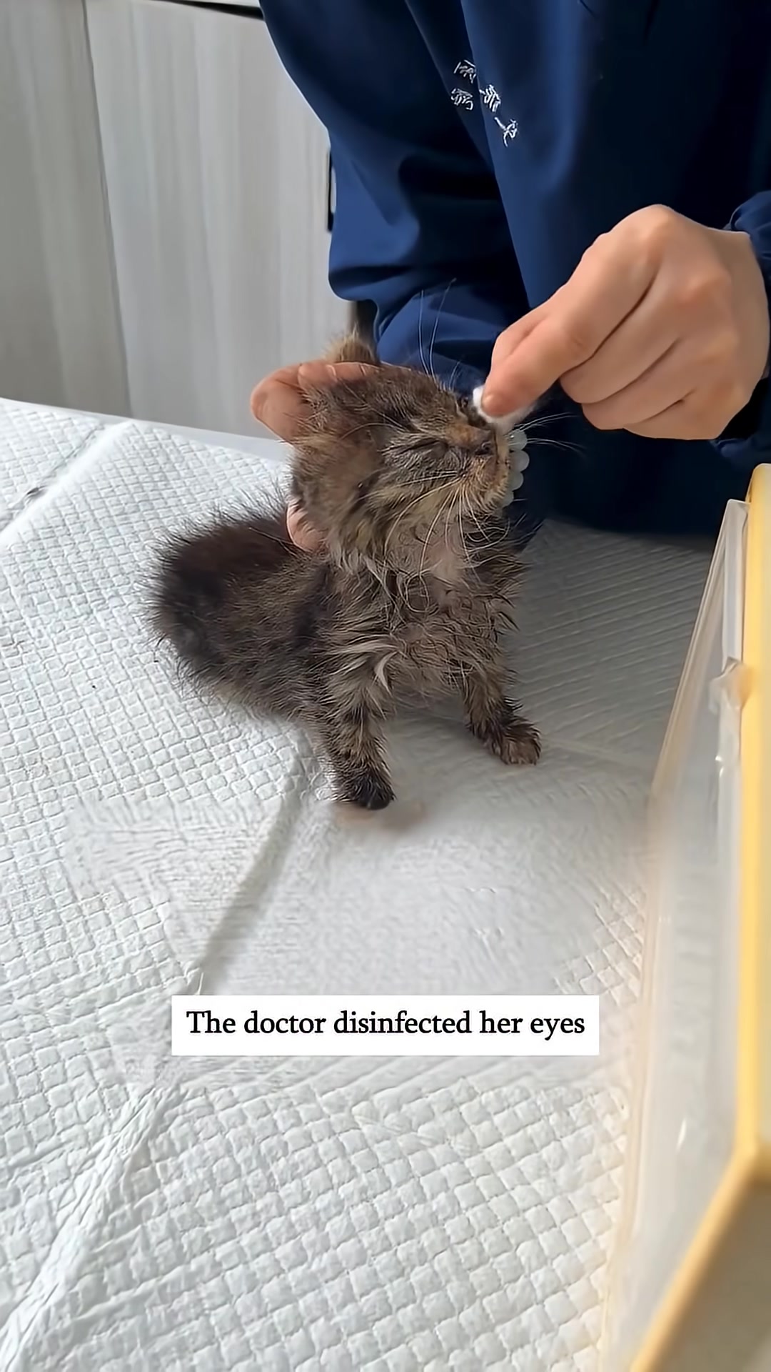 A veterinarian gently disinfects the kitten's eyes.