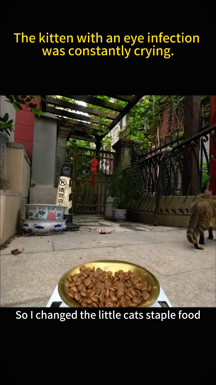 A hand is shown mixing medication into a bowl of cat food.