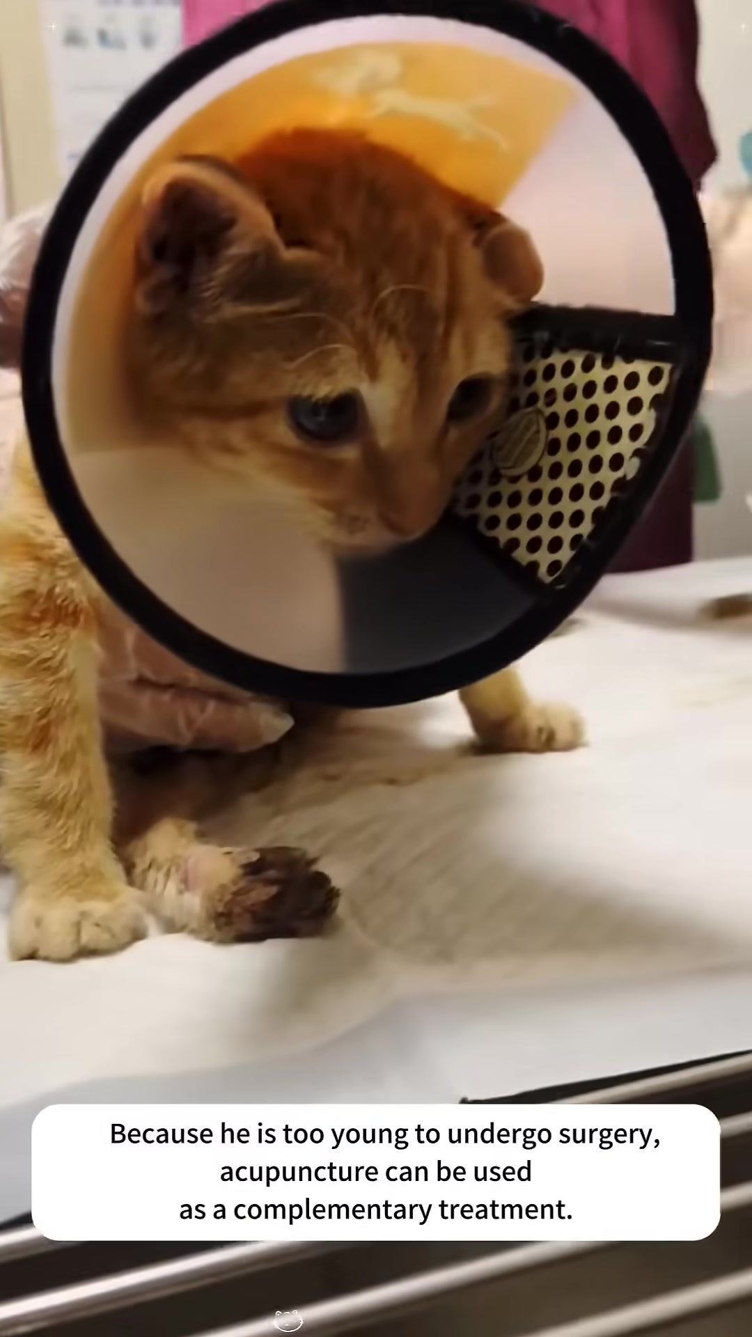 The kitten undergoes acupuncture treatment, with needles carefully placed along its body.