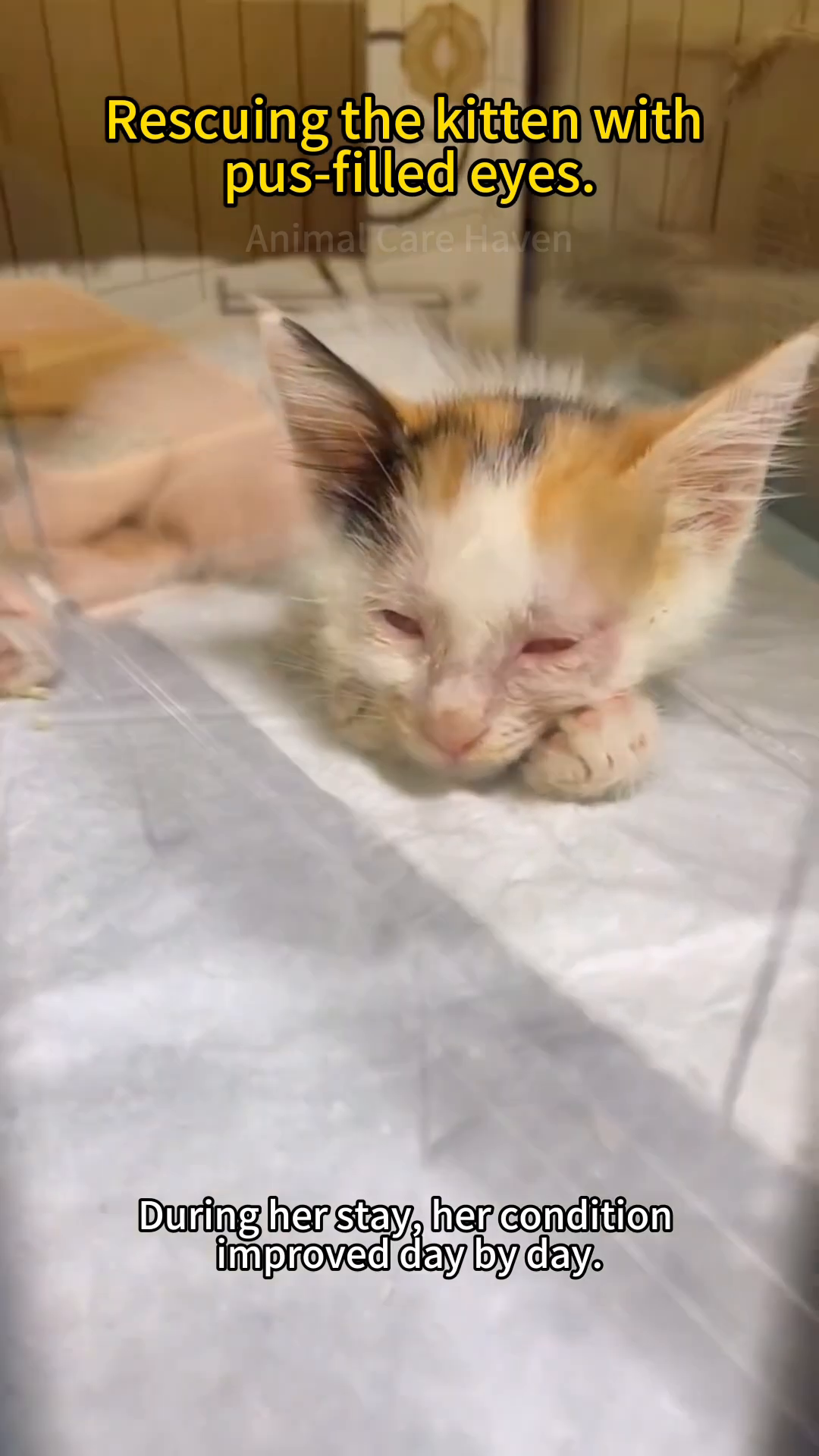 A calico kitten lying down, resting peacefully in a cage.