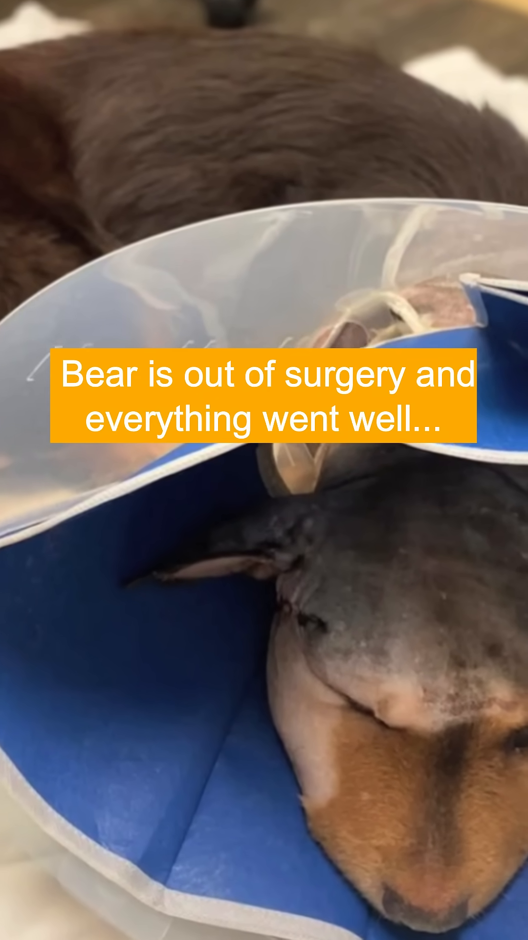 A dog wearing an Elizabethan collar is lying down, with its head resting on a blue padded surface.