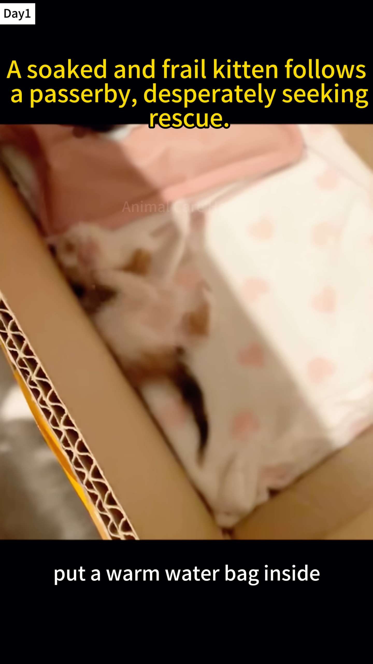 A tiny kitten is lying in a cardboard box with a warm water bag.