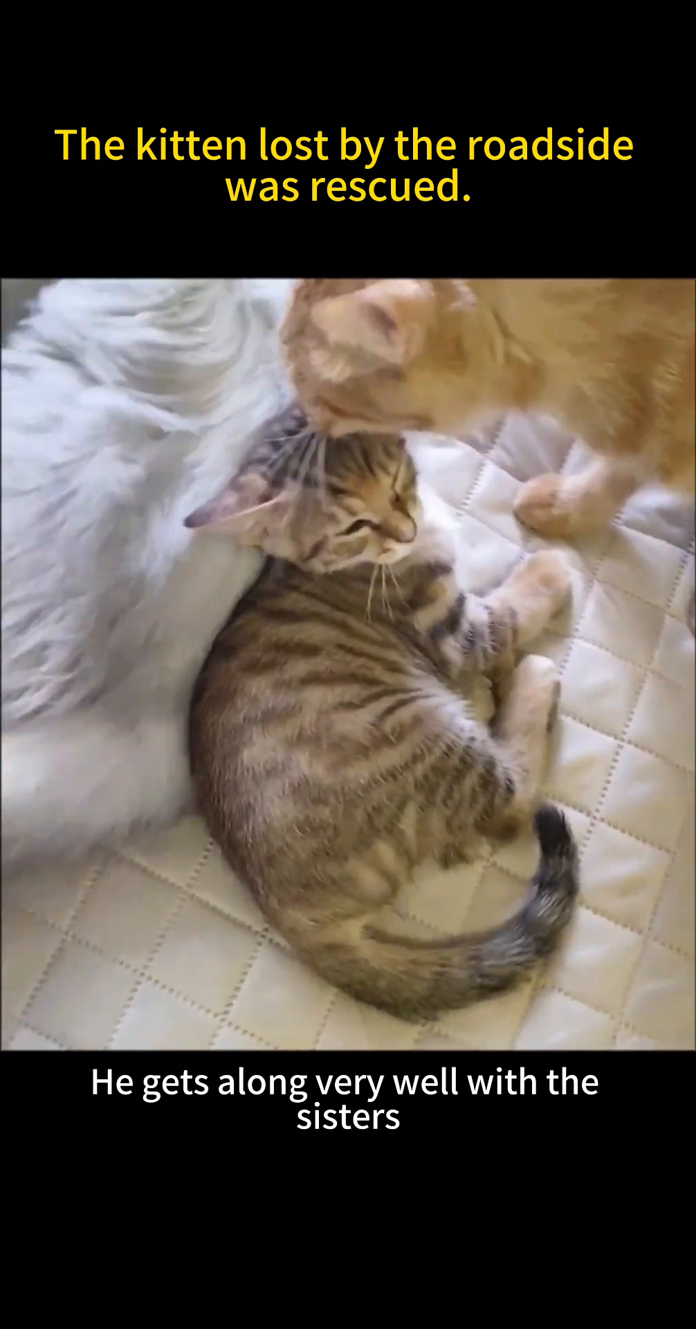 A kitten is shown using a litter box.