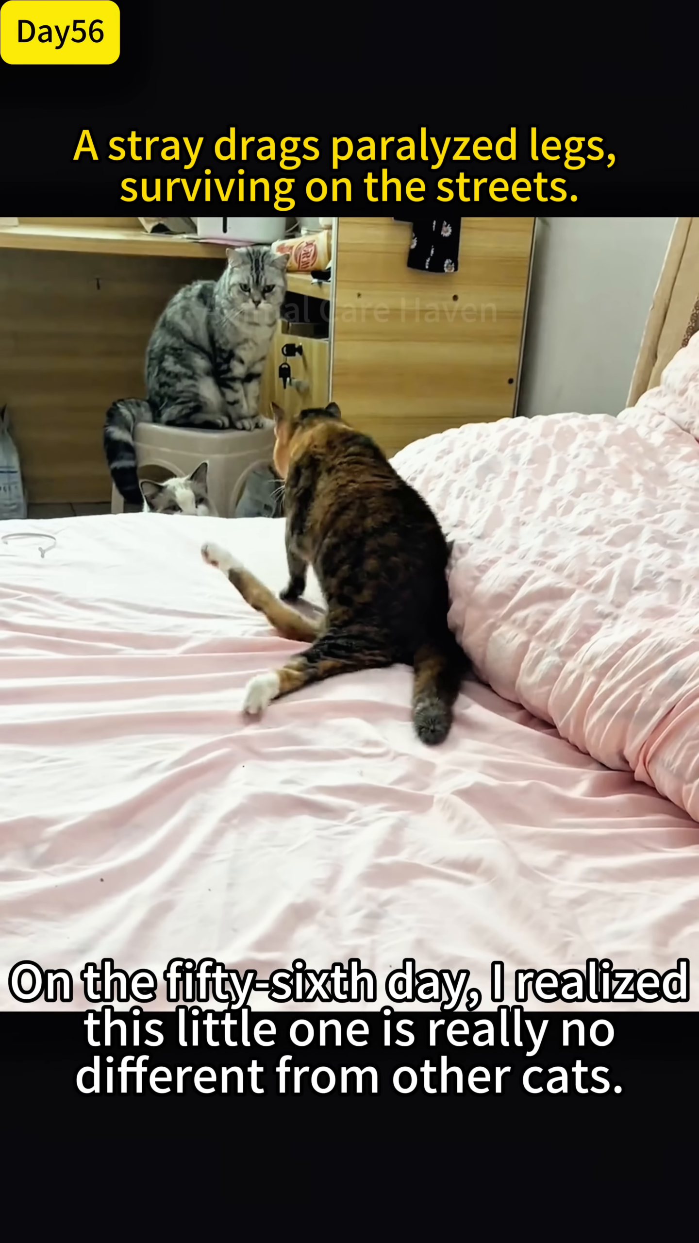 The cat is fitted with a custom-made wheelchair, ready to move.